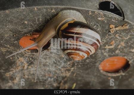 Las mejores marcas de maceta plástico caracol con macetas de plástico