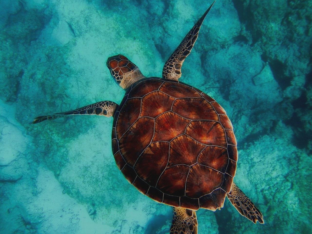 ¿Dónde poder comprar plastico cascos fachadas ventiladas de policarbonato fachada policarbonato cascos de melamina blanca?