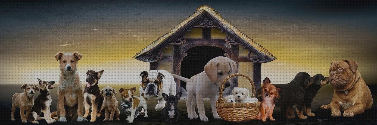 Opiniones de las 20 mejores Casetas Para Perros De Plásticos