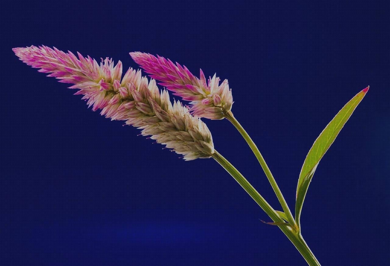 Review de los 17 mejores celosia melaminas del mundo