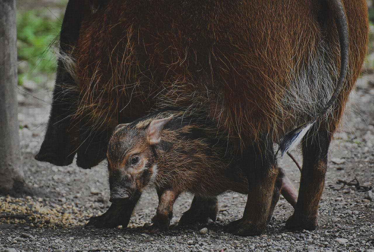 Las mejores cepillo de plástico cepillos de jabali y plástico