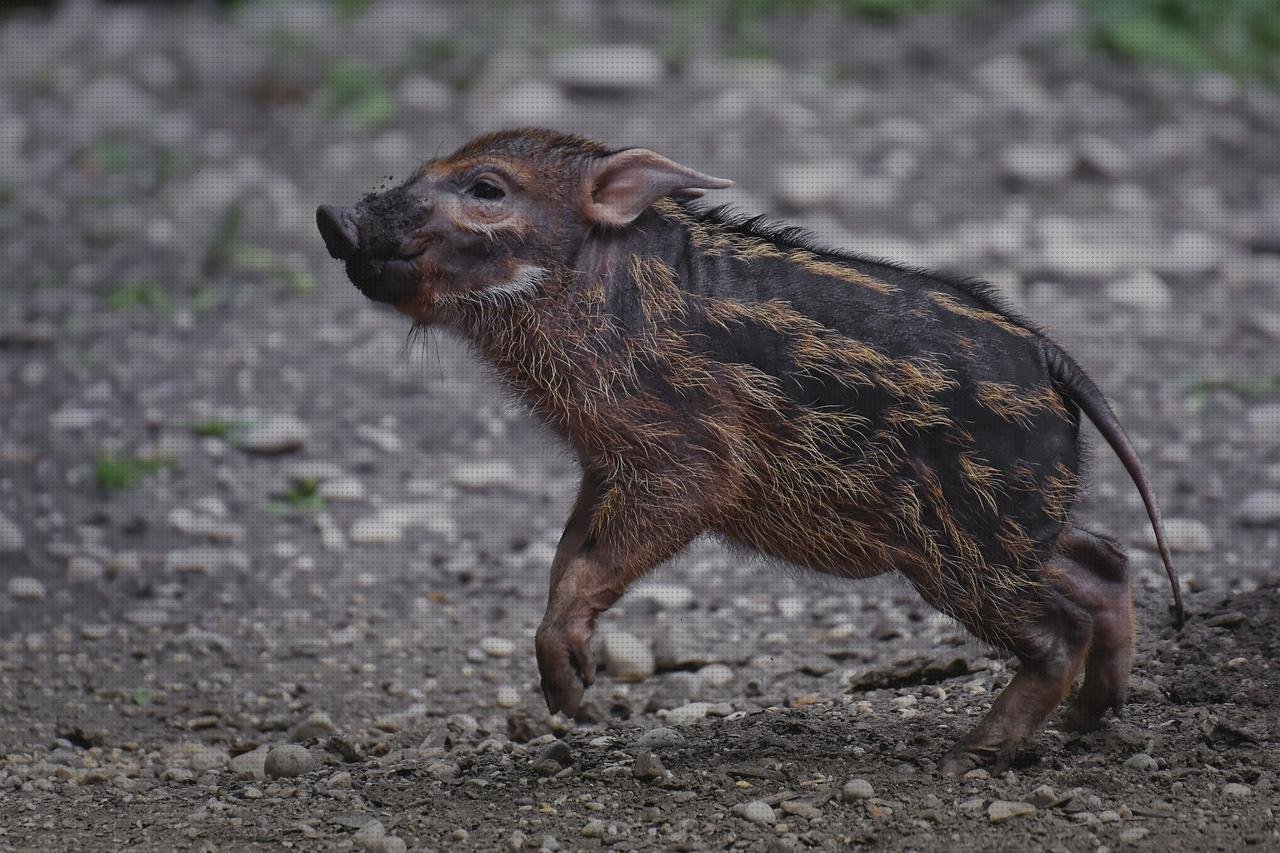 Los mejores 4 Cepillos De Jabali Y De Plásticos