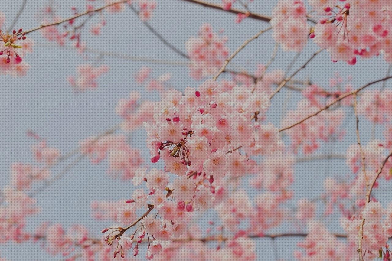 ¿Dónde poder comprar apec policarbonato thyssenkrupp policarbonato vaselina de silicona cerezo melamina?