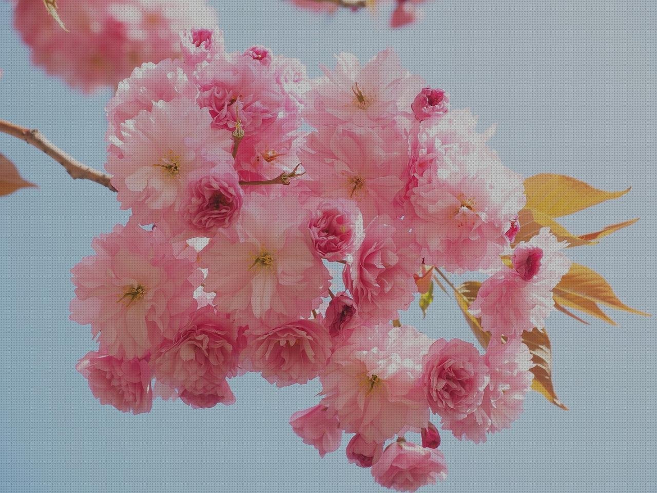 Las mejores marcas de apec policarbonato thyssenkrupp policarbonato vaselina de silicona cerezo melamina