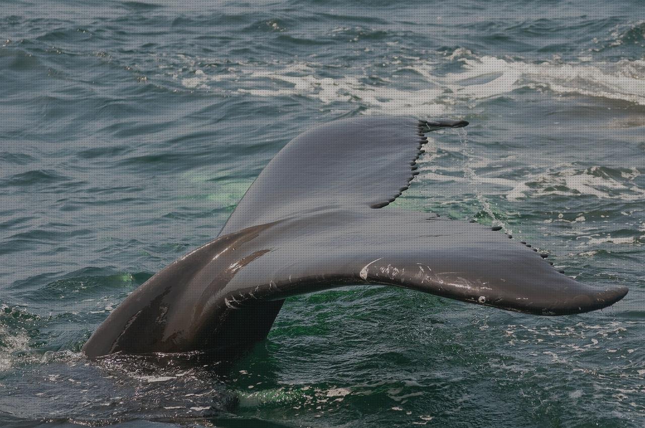 Las mejores frasquitos de plástico con tapa frasquitos plástico 20 sump de plástico cetaceo con plástico