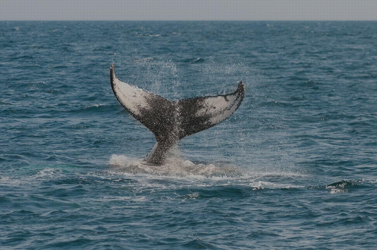 Opiniones de frasquitos de plástico con tapa frasquitos plástico 20 sump de plástico cetaceo con plástico