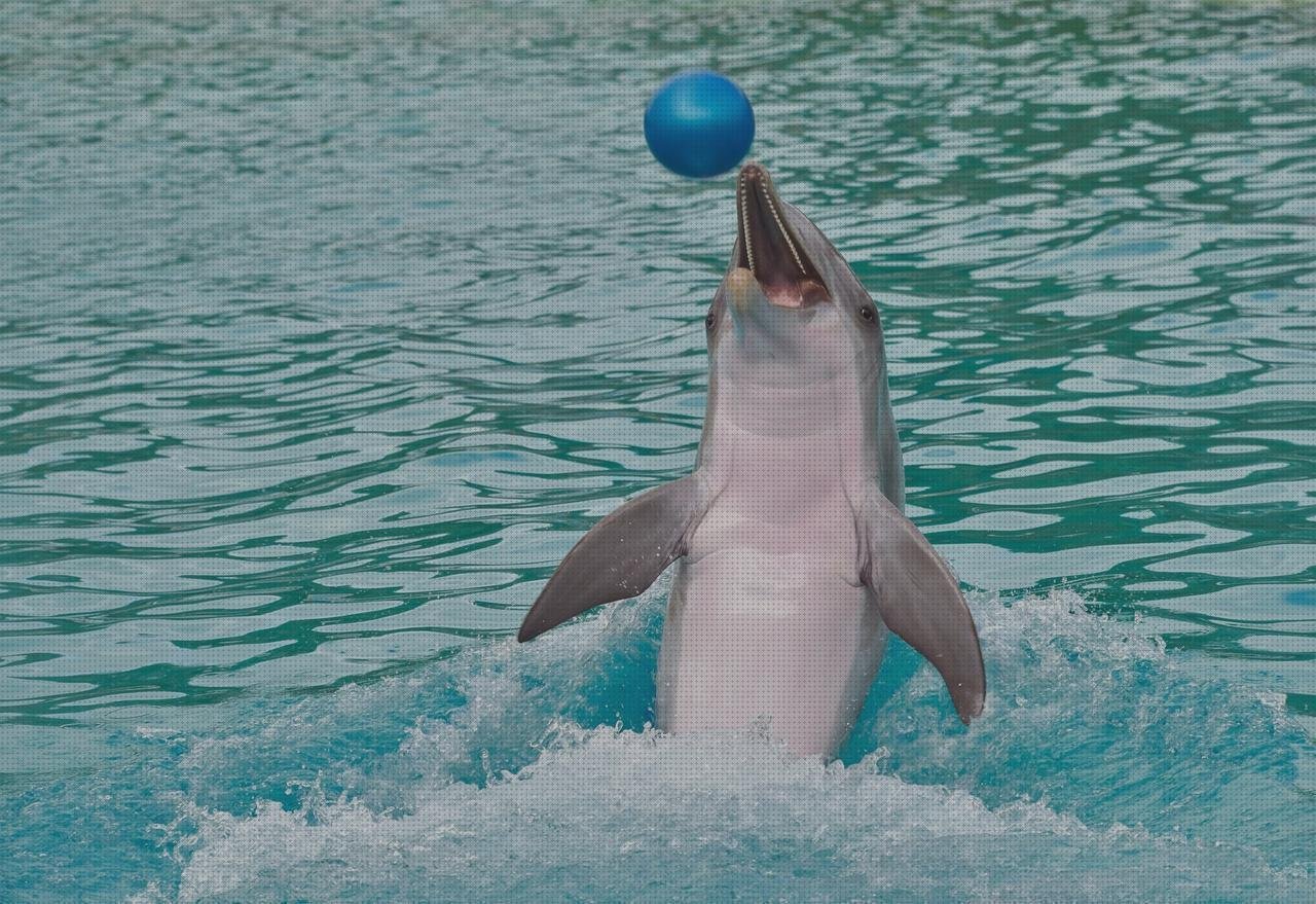 Los mejores 6 Cetaceo Con Plásticos