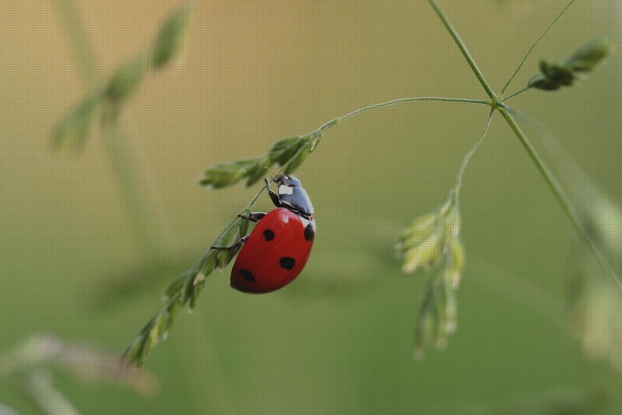 ¿Dónde poder comprar bezel metacrilato cortal metacrilato panera metacrilato charms metacrilato?