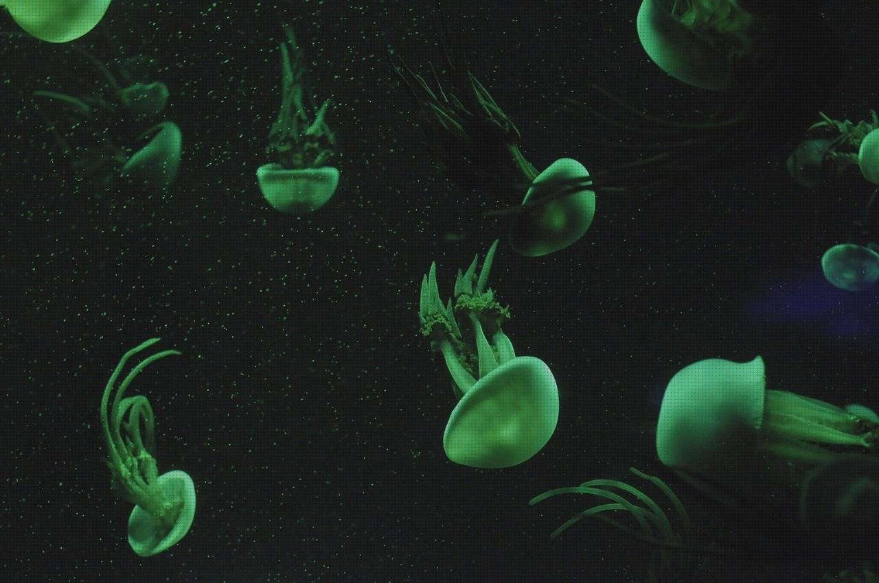 Opiniones de cianocrilato metacrilato panera metacrilato perchero metacrilato cianocrilato metacrilato acuario