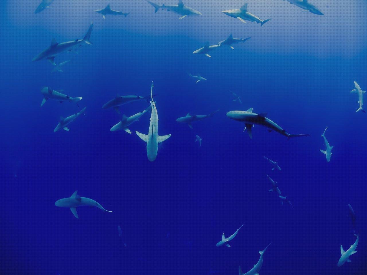 Donde comprar cianocrilato metacrilato acuario