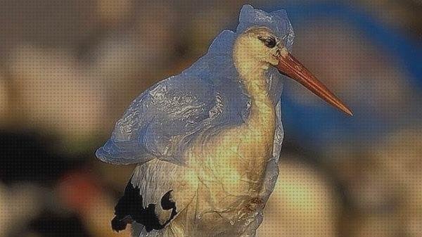 ¿Dónde poder comprar cigueña con plástico frasquitos de plástico con tapa frasquitos plástico 20 cigueña con bolsa de plástico?