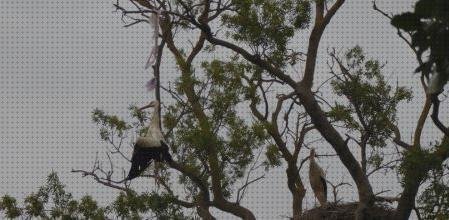 Las mejores cigueña con plástico frasquitos de plástico con tapa frasquitos plástico 20 cigueña con bolsa de plástico