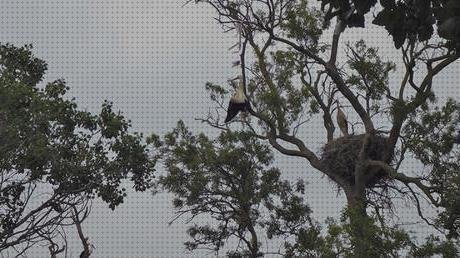 Review de cigueña con bolsa de plástico