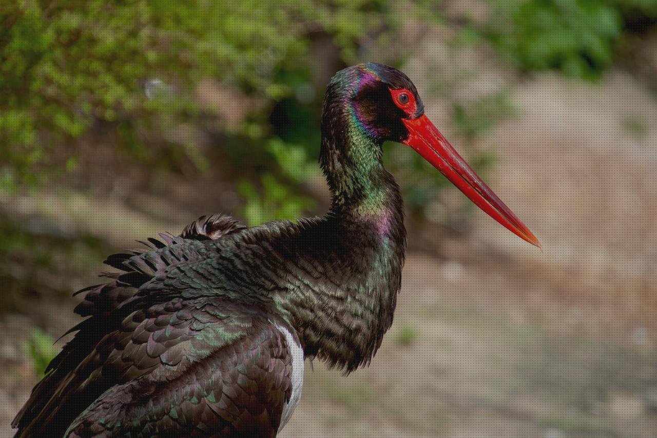 ¿Dónde poder comprar frasquitos de plástico con tapa frasquitos plástico 20 sump de plástico cigueña con plástico?