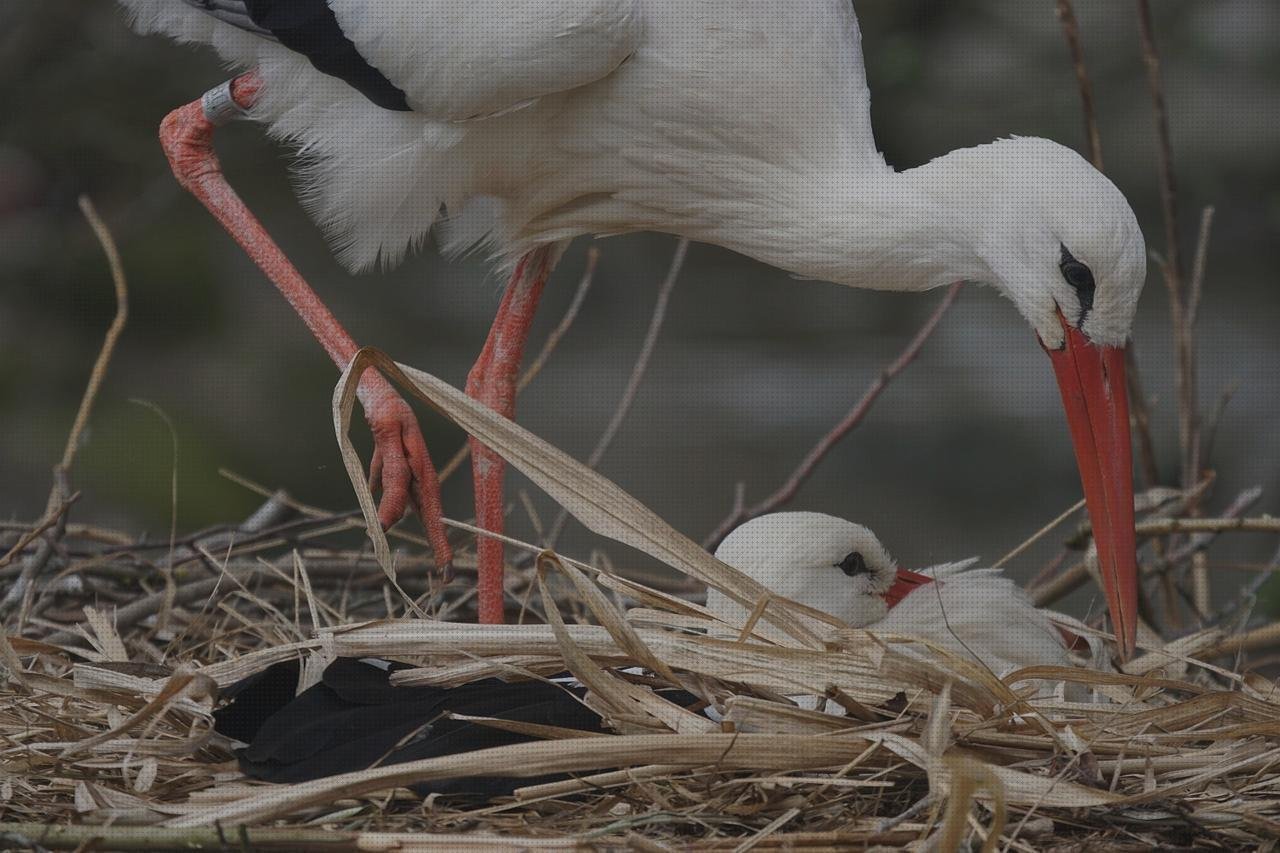 Las mejores marcas de frasquitos de plástico con tapa frasquitos plástico 20 sump de plástico cigueña con plástico
