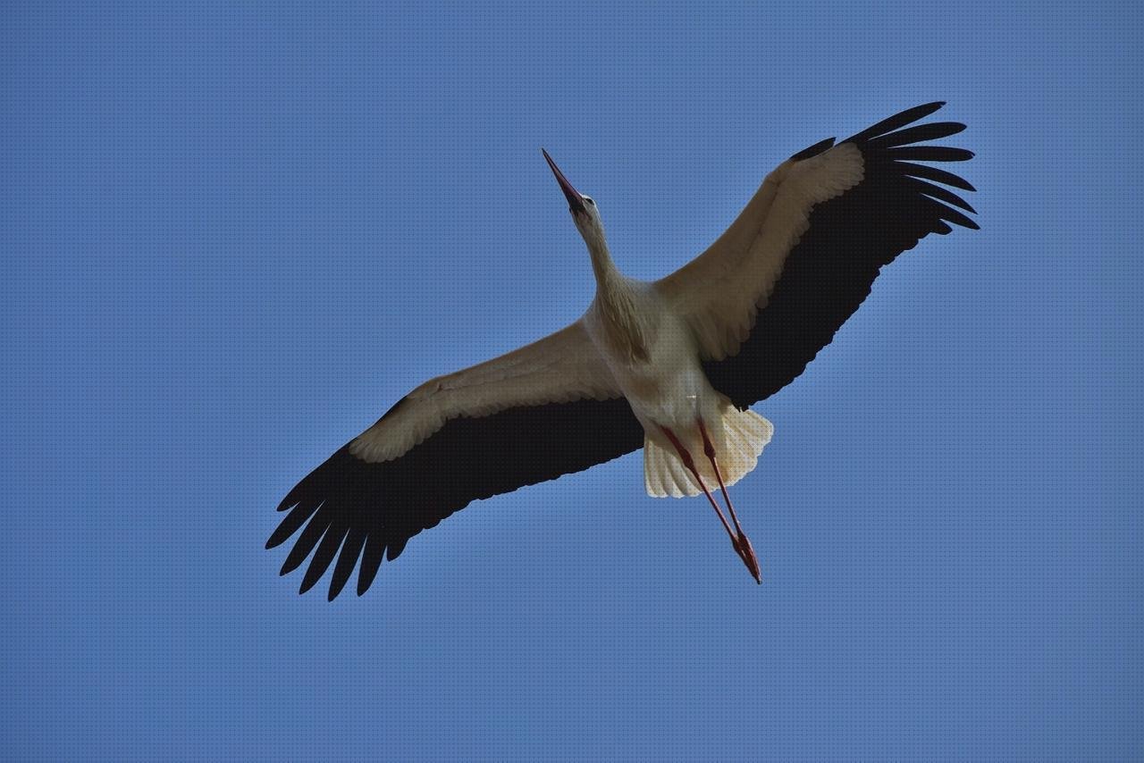 Las mejores frasquitos de plástico con tapa frasquitos plástico 20 sump de plástico cigueña con plástico
