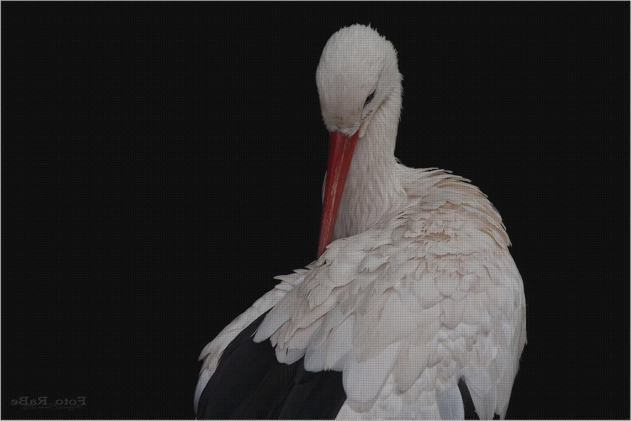 Review de cigueña con plástico