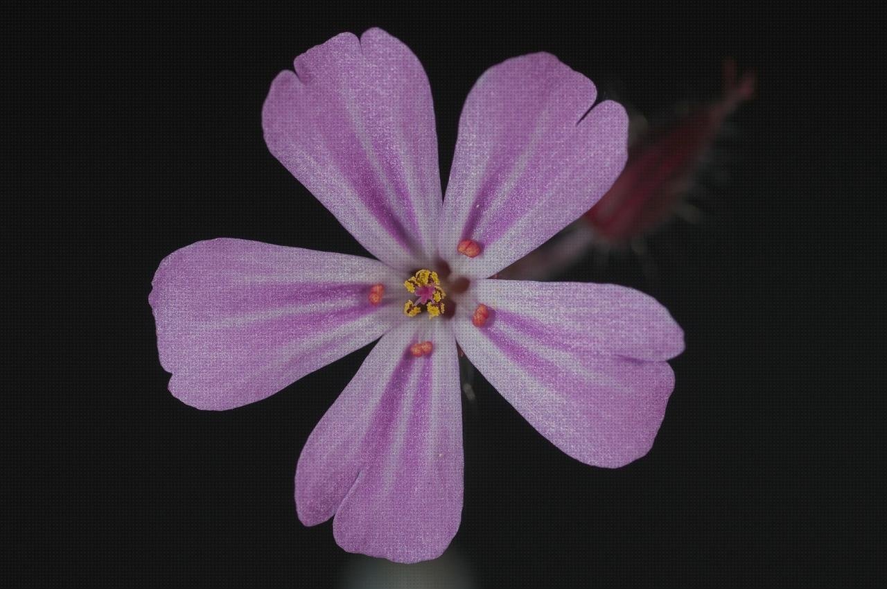 Opiniones de los 10 mejores Cigueña Con Plásticos