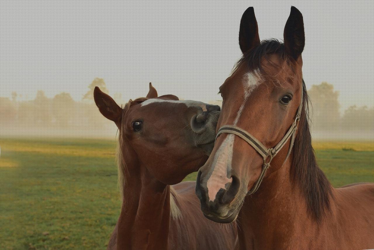 Análisis de los 5 mejores Clutch Metacrilato Transparente