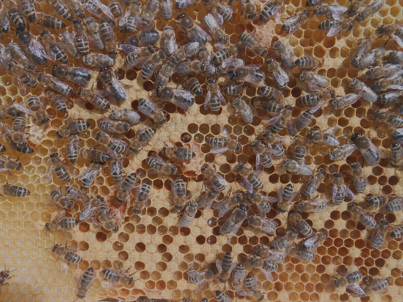 ¿Dónde poder comprar sump de plástico cabuchones de silicona caliente cabuchones de plástico cobreado de plástico?
