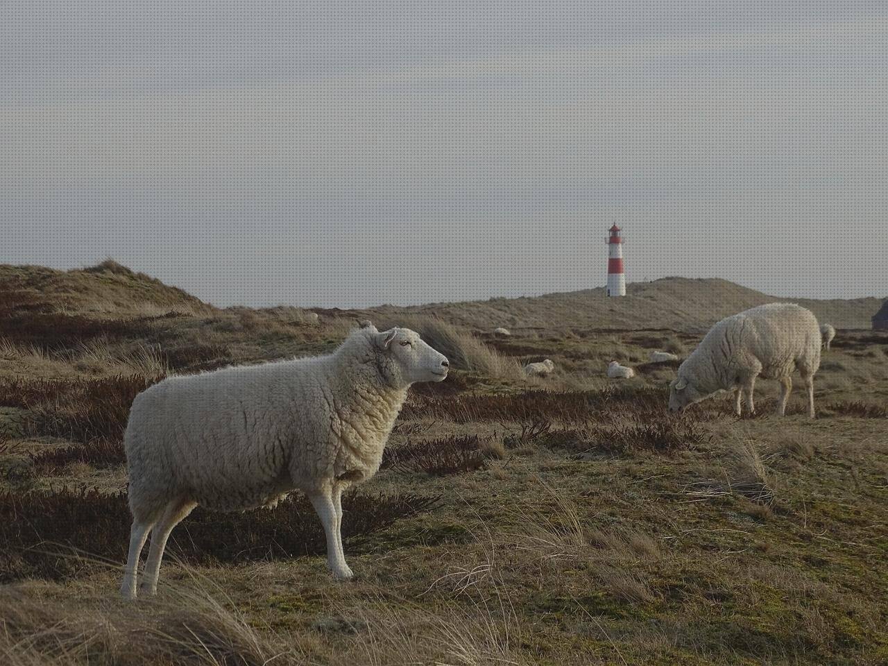 Análisis de los 7 mejores Codos De Plásticos