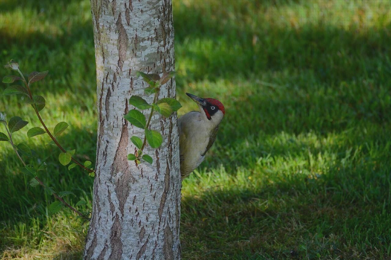 Las mejores marcas de nalgas silicona cubrecanto melamina negro cubrecanto de plástico flexible cola de carpintero melamina