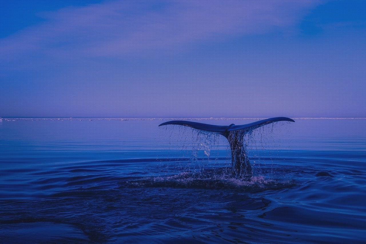 ¿Dónde poder comprar profuctis de latex profuctis de látex suit látex mujer cola melaminica?