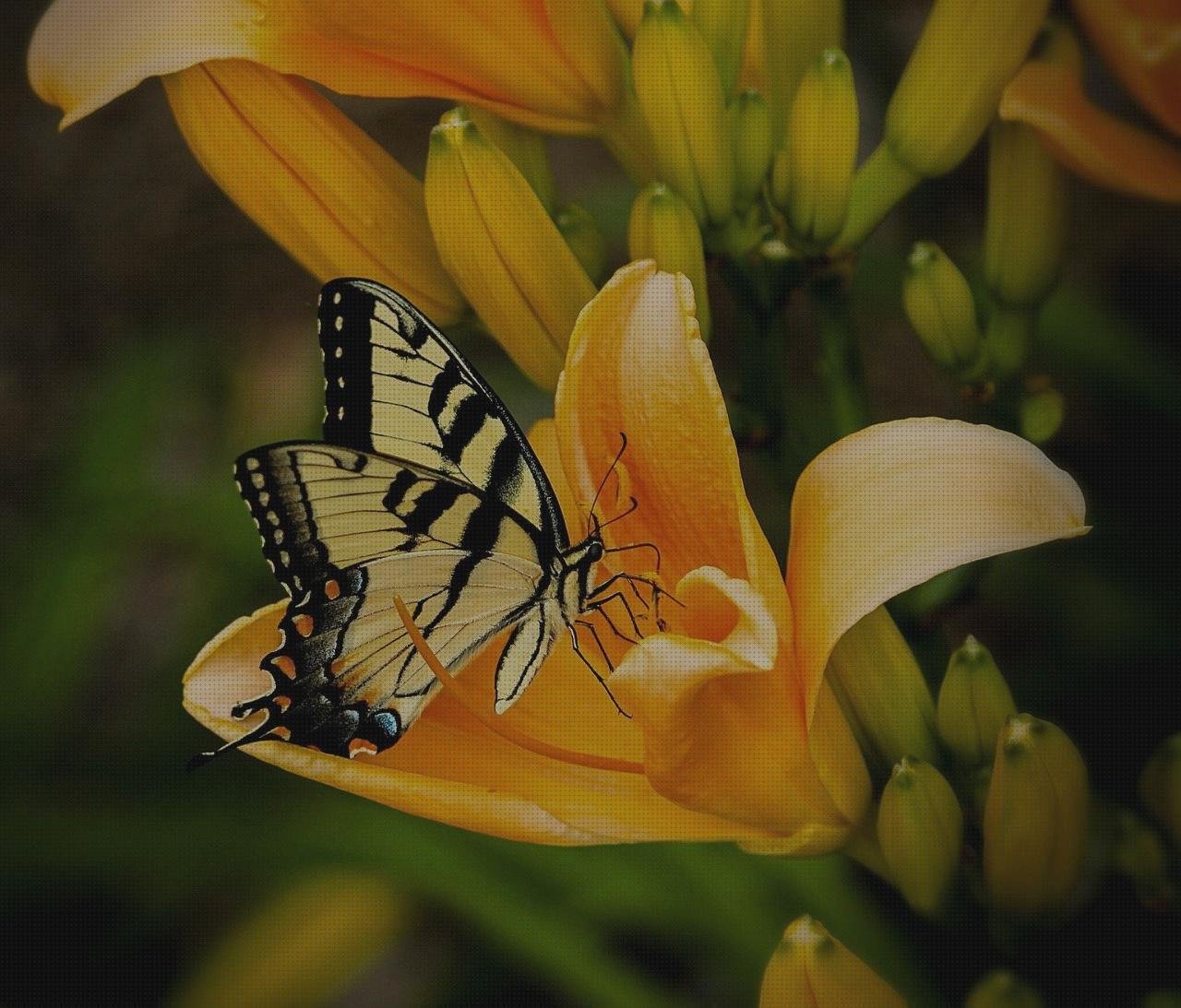 Las mejores profuctis de latex profuctis de látex suit látex mujer cola melaminica