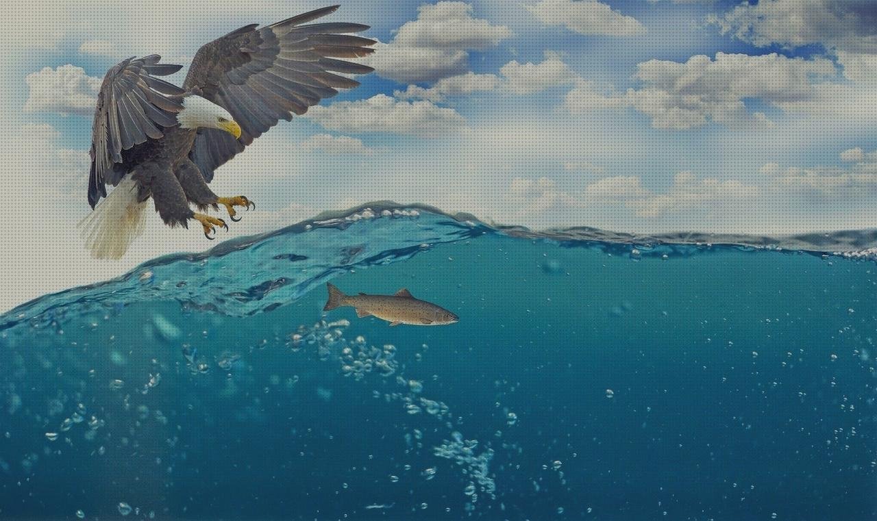 Análisis de las 13 mejores colas melaminica