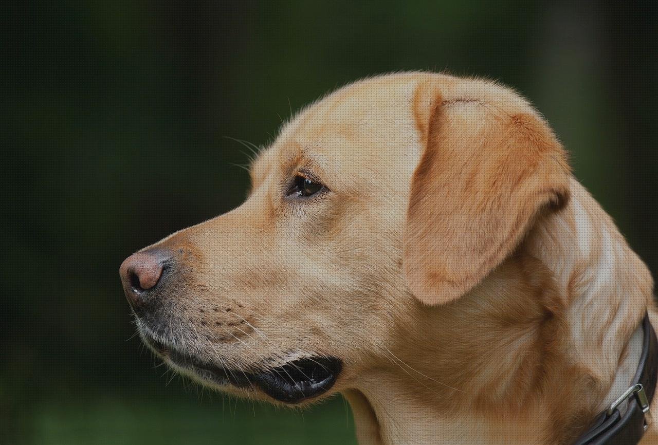 Las mejores profuctis de latex profuctis de látex suit látex mujer colla melaminica