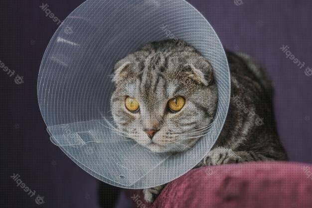 ¿Dónde poder comprar collar plástico collar con protector de plástico?