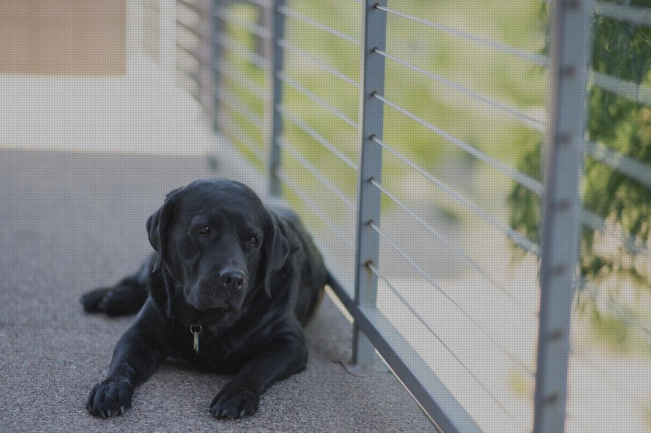 Las mejores collar plástico collar de identificación de plástico