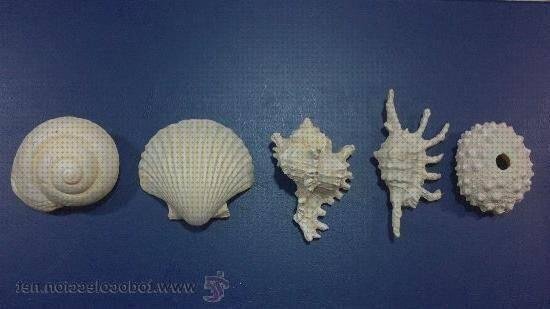 Review de conchas