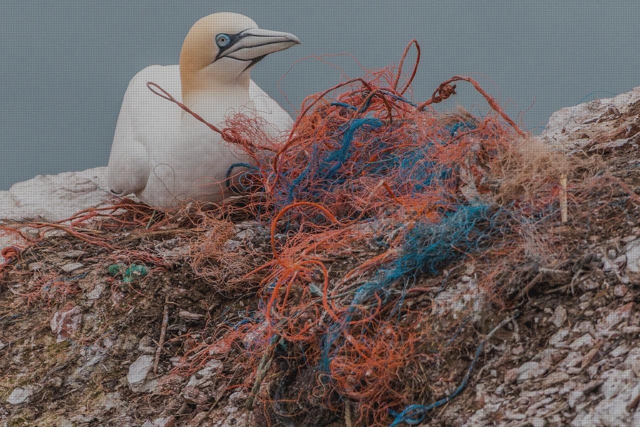 Opiniones de las 3 mejores Contaminaciones De Plásticos Redaccion