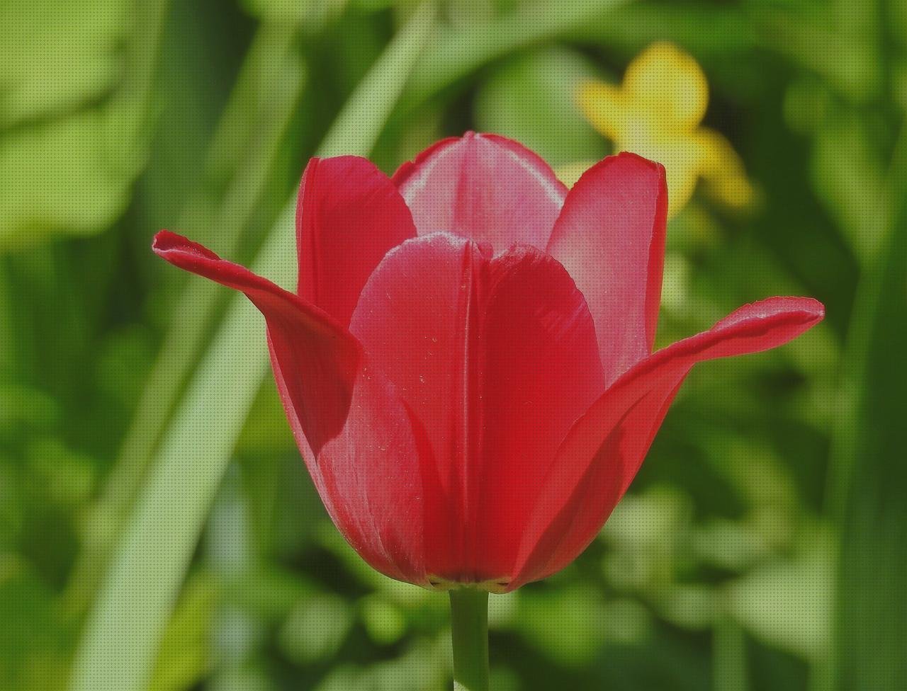 Las mejores marcas de bañeroa de plástico adultos bañera plastico adultos cocina melamina lacada blanca copo tulipa plastico
