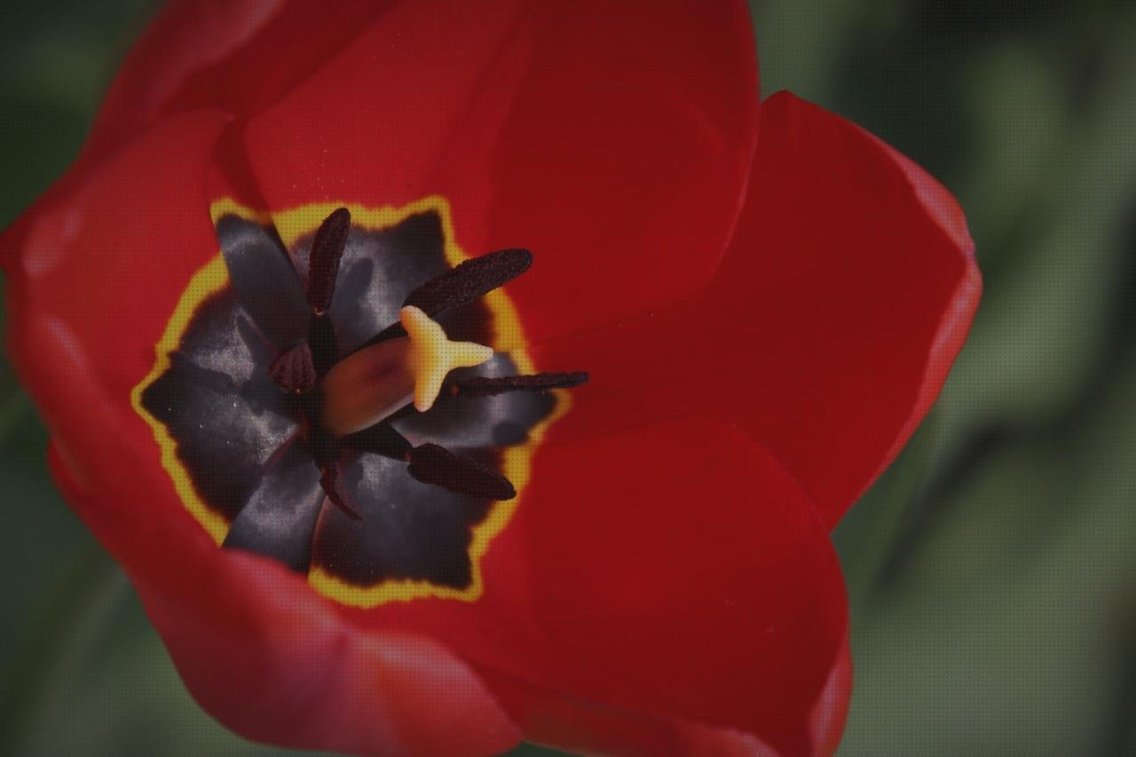 Las mejores bañeroa de plástico adultos bañera plastico adultos cocina melamina lacada blanca copo tulipa plastico