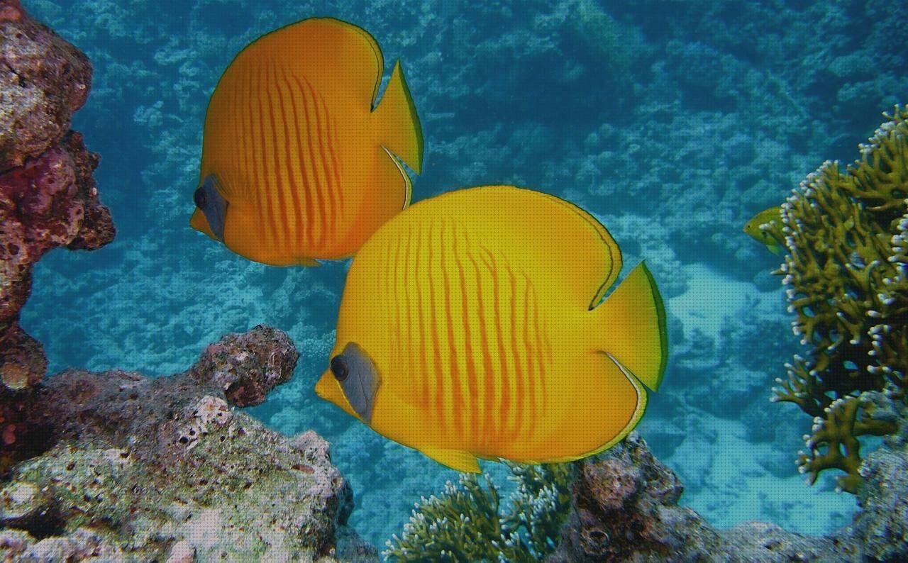 ¿Dónde poder comprar corales con plástico bañeroa de plástico adultos bañera plastico adultos coral los an melamina?