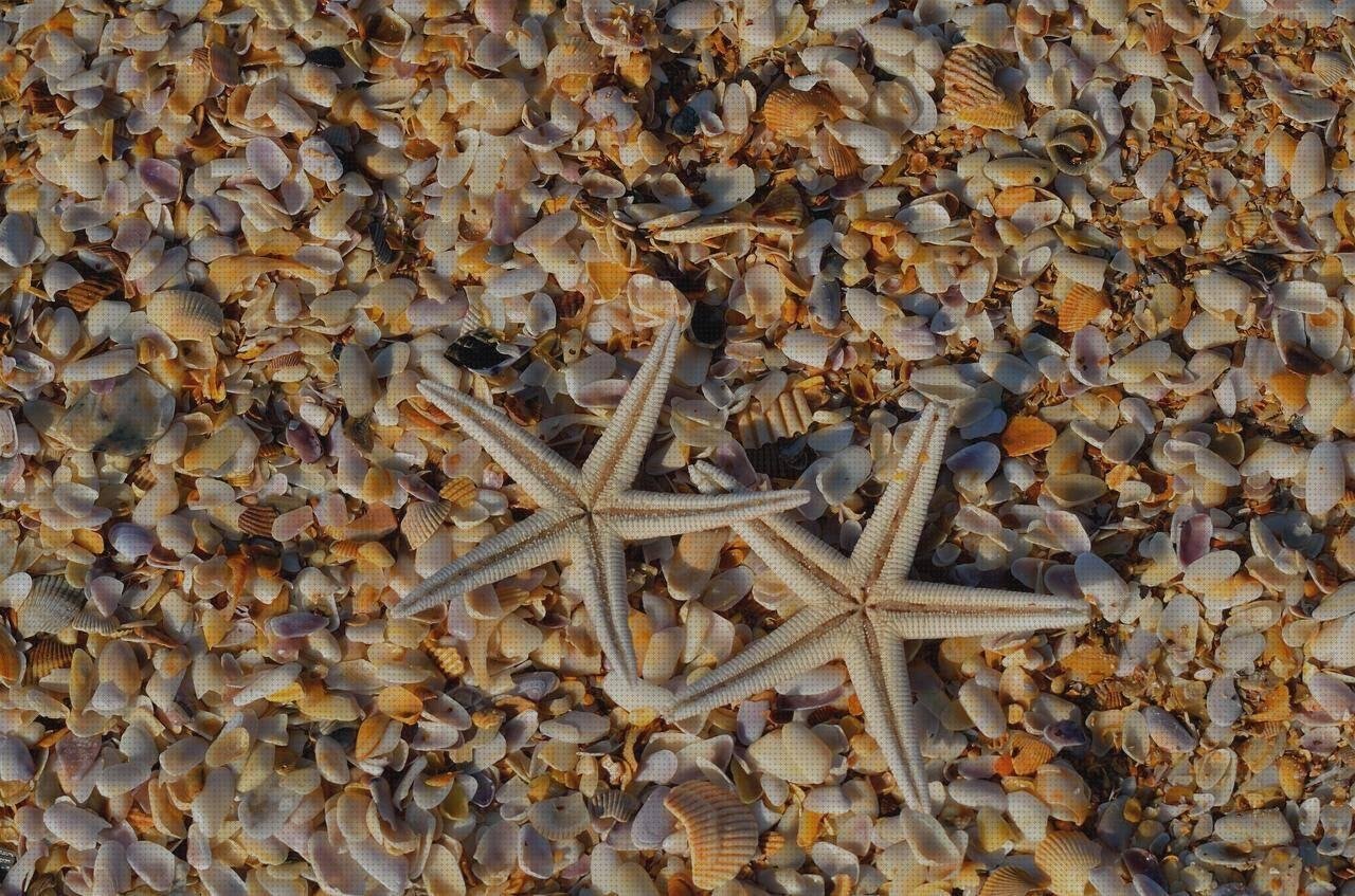 Las mejores corales con plástico bañeroa de plástico adultos bañera plastico adultos coral los an melamina