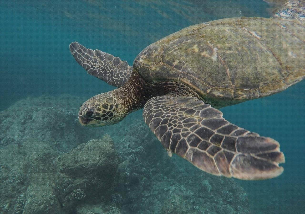 Review de coral los an melamina