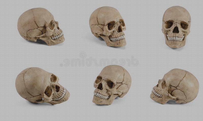 Análisis de los 5 mejores Cráneos De Plástico