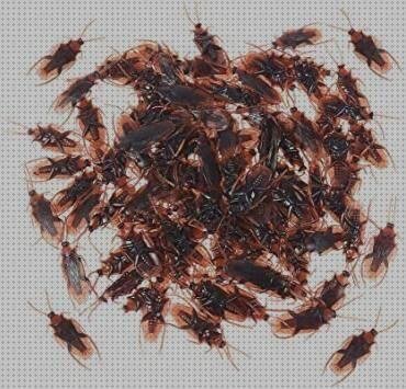 Las mejores marcas de cucarachas plástico