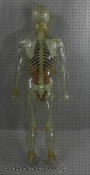 Review de cuerpo humano con botellas de plástico