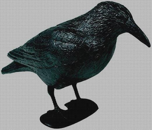 Las mejores marcas de cuervos plástico Más sobre funda s10 silicona Más sobre colmenas de plástico cuervo de plástico
