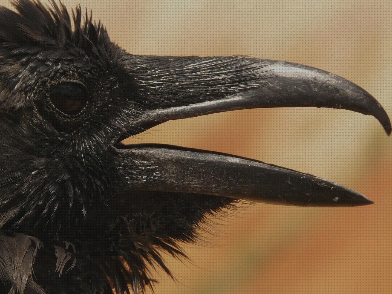 Review de cuervos de plástico