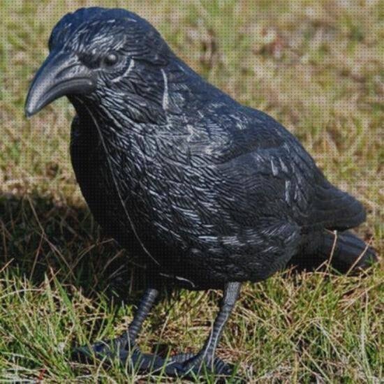 Las mejores cuervos cuervos plastico