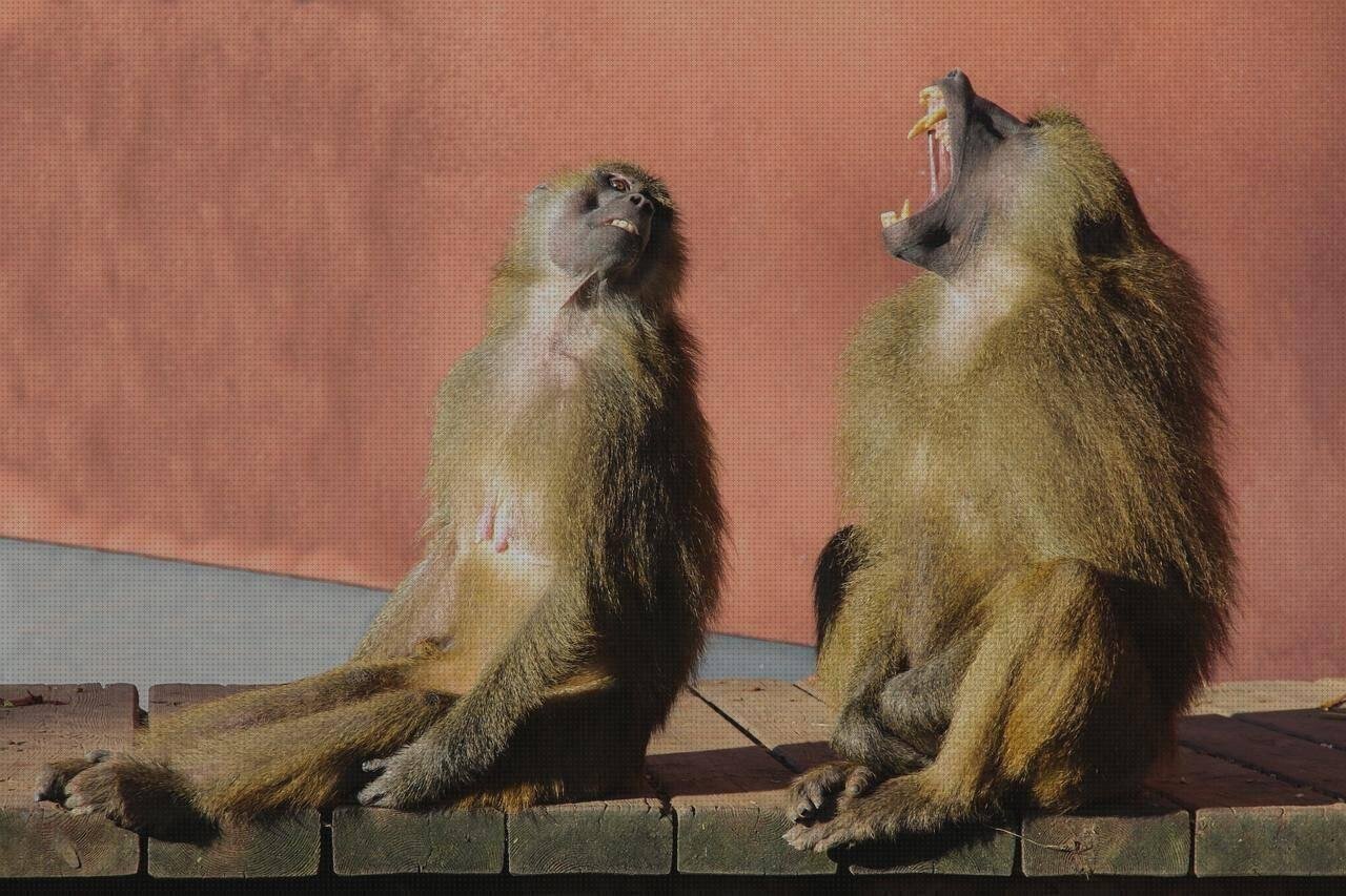 Las mejores dentadura de silicona Más sobre cama de silicona Más sobre caja plástico infantiles dentadura de plástico