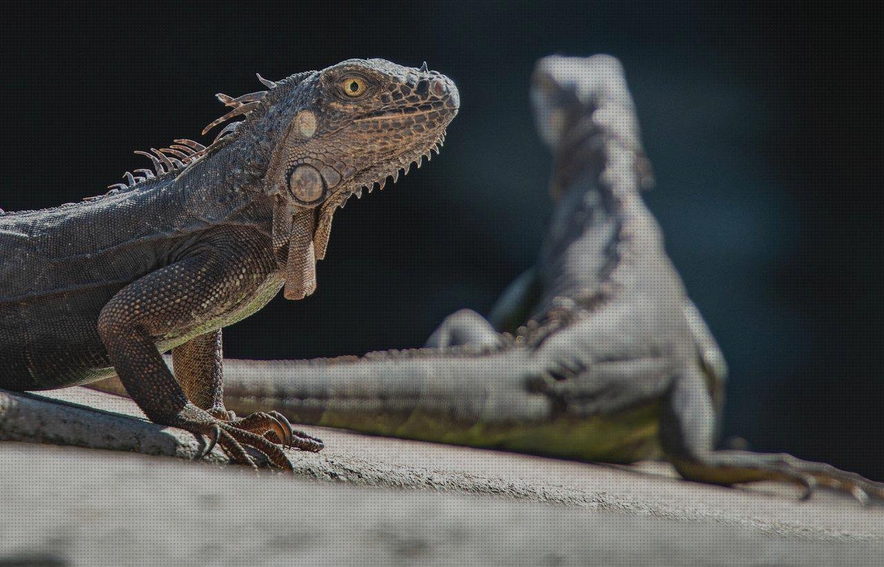 Las mejores botella amazon plastico dinosaurios figuras de plastico pequenas 4 99
