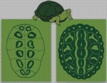 Los mejores 5 Disfraz De Tortuga De Plástico