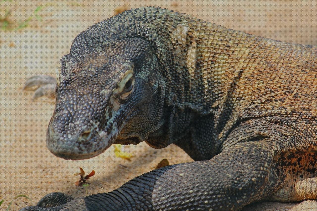 Análisis de los 5 mejores Dragones De Comodos De Plásticos Juguetes