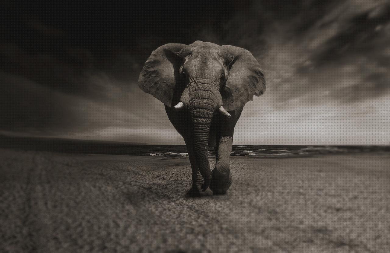 Las mejores marcas de ailsamiento policarbonato teléfonos fimsa melamina blanca grasa de silicona liqui moly elefante melamina pared